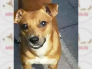 Cachorro raça SRD-ViraLata idade 2 anos nome CHEIROSO