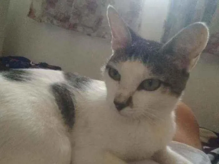 Gato ra a Desconhecida idade 7 a 11 meses nome Meg