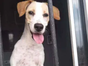 Cachorro raça Vira lata  idade 7 a 11 meses nome Bela 