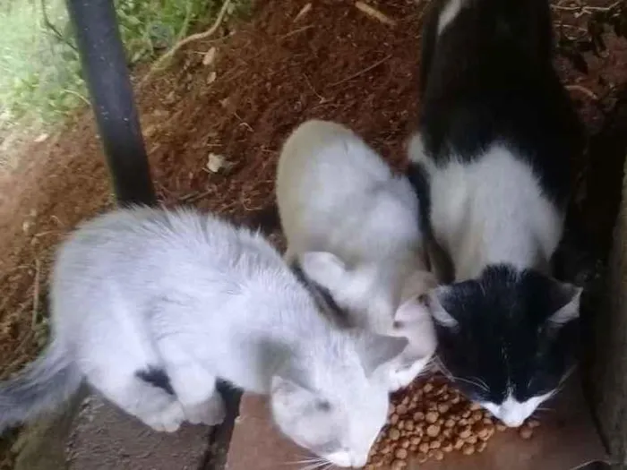 Gato ra a SRD-ViraLata idade 2 a 6 meses nome Não tem ainda :(