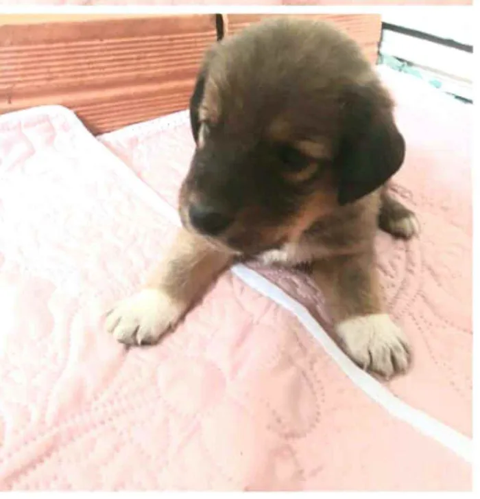 Cachorro raça  idade Abaixo de 2 meses nome Filhotes Mônica 