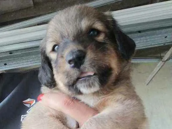 Cachorro raça  idade Abaixo de 2 meses nome Filhotes Mônica 