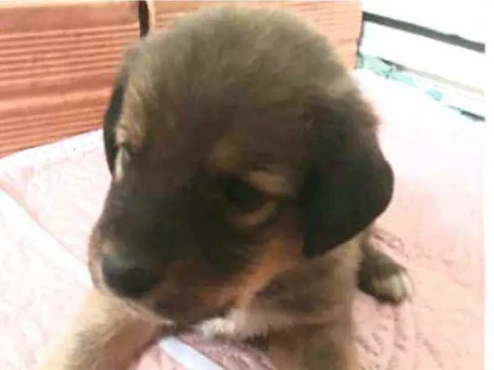 Cachorro raça  idade Abaixo de 2 meses nome Filhotes Mônica 