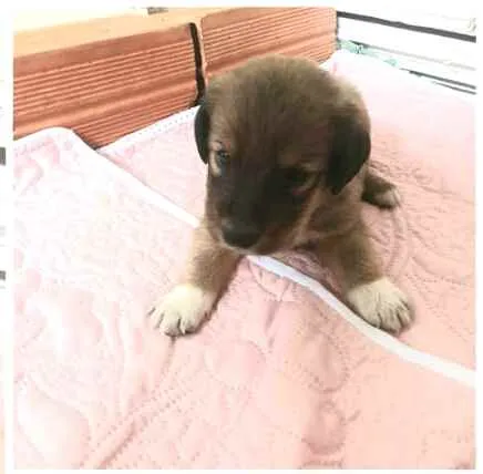 Cachorro raça  idade Abaixo de 2 meses nome Filhotes Mônica 