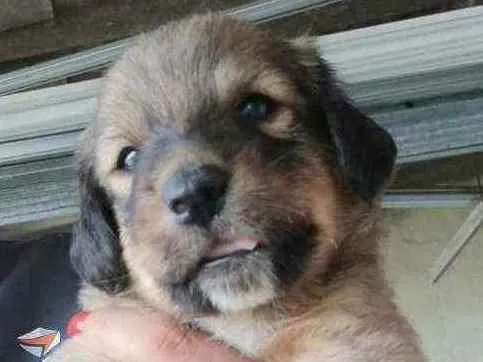 Cachorro raça  idade Abaixo de 2 meses nome Filhotes Mônica 