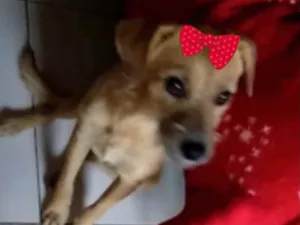 Cachorro raça Mestiça  idade 7 a 11 meses nome Princesa 