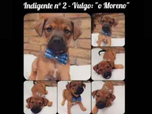 Cachorro raça Indefinida idade 2 a 6 meses nome Moreno