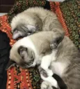 Jhonny e Atlas 