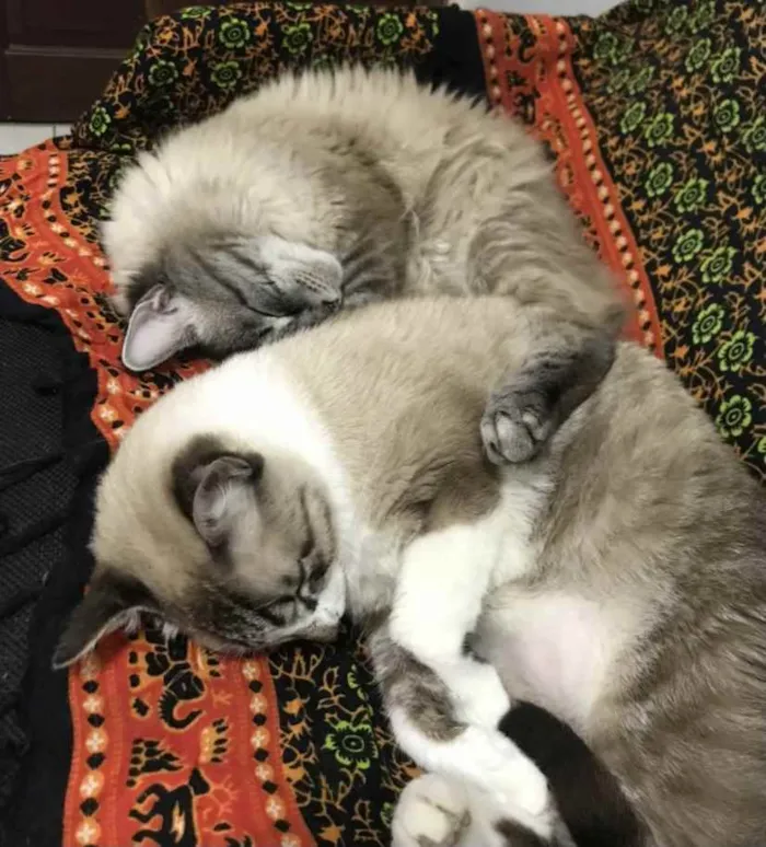 Gato ra a Mesticos  idade 2 anos nome Jhonny e Atlas 