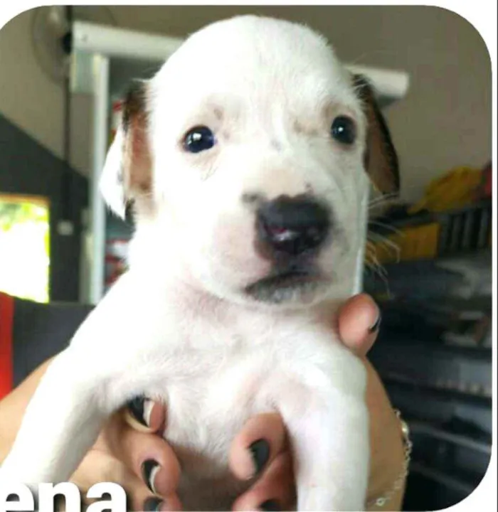 Cachorro raça  idade Abaixo de 2 meses nome Filhotes Mônica 