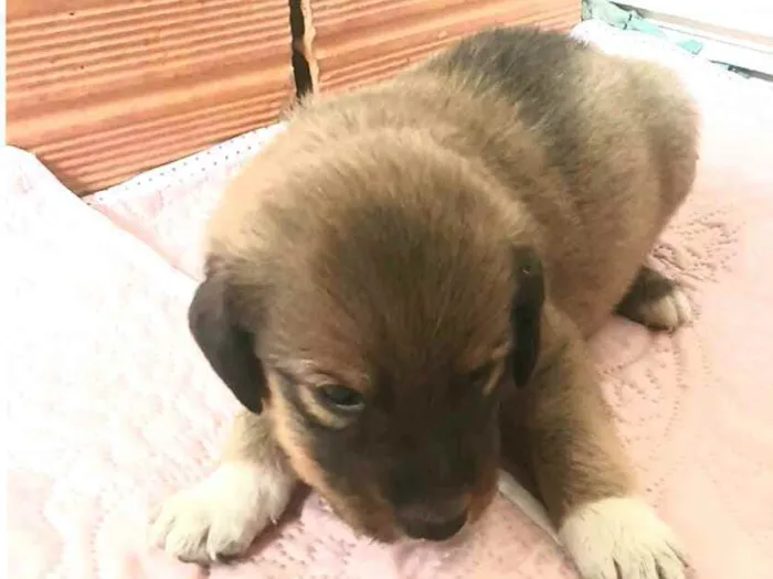 Cachorro raça  idade Abaixo de 2 meses nome Filhotes Mônica 