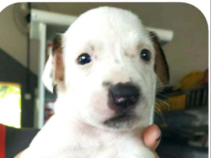 Cachorro raça  idade Abaixo de 2 meses nome Filhotes Mônica 