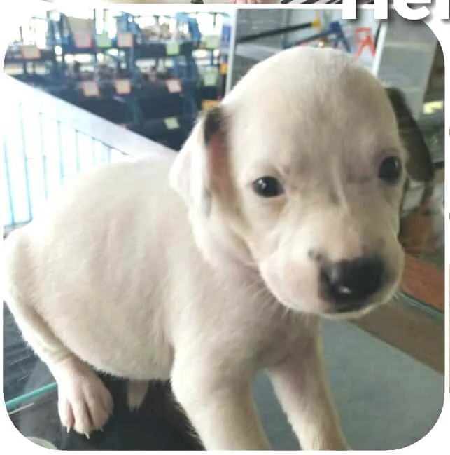 Cachorro raça  idade Abaixo de 2 meses nome Filhotes Mônica 