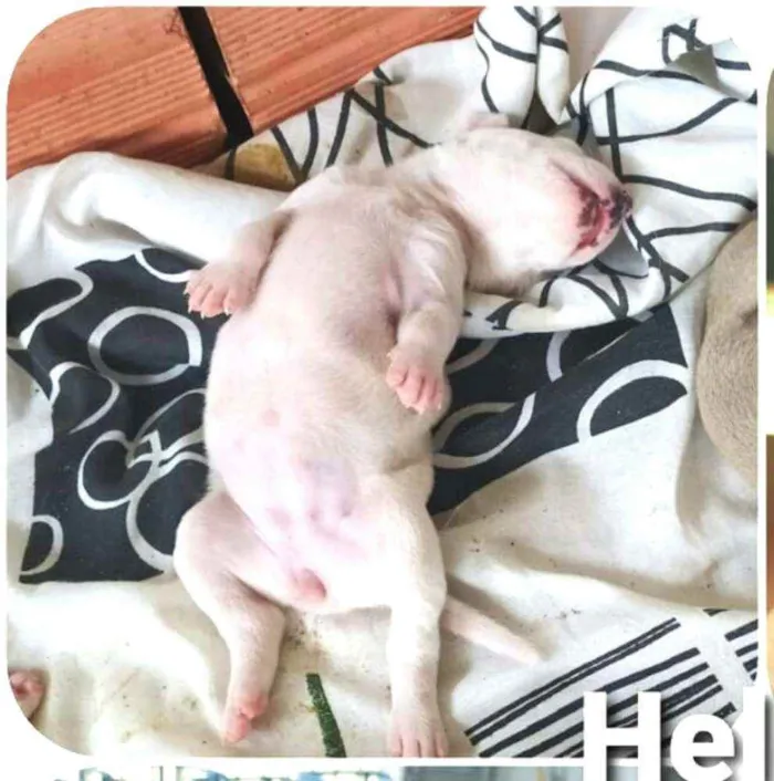 Cachorro raça  idade Abaixo de 2 meses nome Filhotes Mônica 