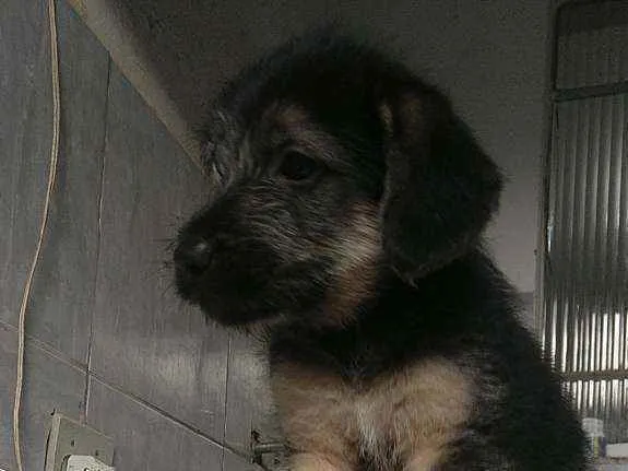 Cachorro ra a Misturada  idade Abaixo de 2 meses nome Sem nome