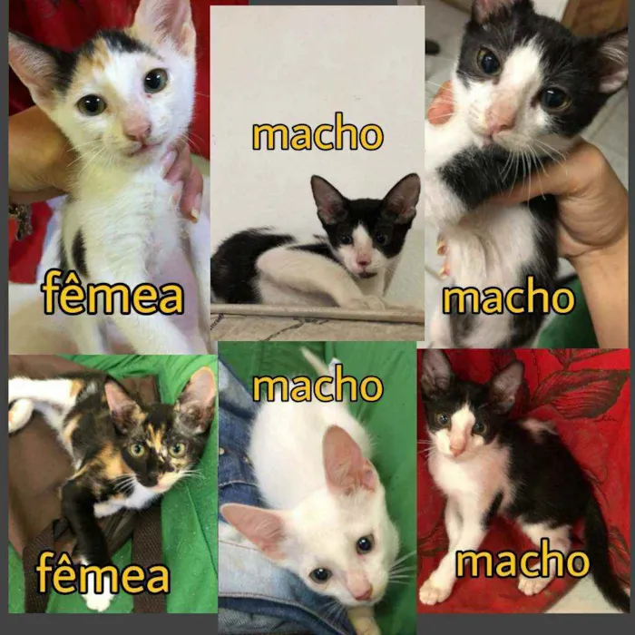 Gato ra a Indefinida  idade 2 a 6 meses nome Ainda não tem nome