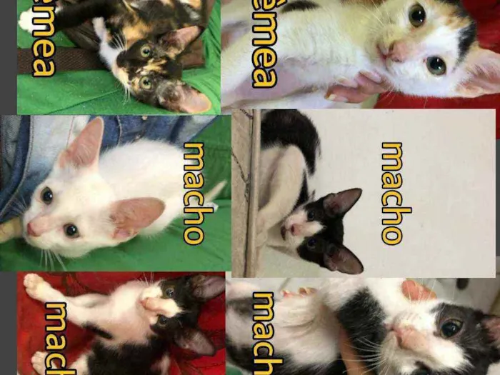 Gato ra a Indefinida  idade 2 a 6 meses nome Ainda não tem nome