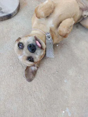 Cachorro raça Vira- lata idade 2 anos nome Bob