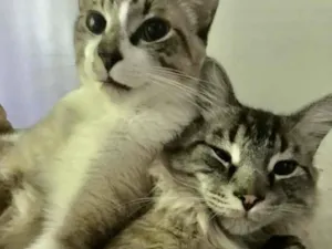 Gato raça Mesticos  idade 2 anos nome Jhonny e Atlas 