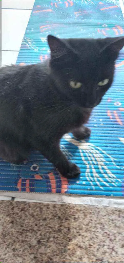 Gato ra a Sem raça definida idade 7 a 11 meses nome Sem nome