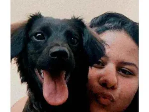 Cachorro raça srd idade 1 ano nome nairóbi