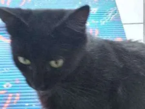 Gato raça Sem raça definida idade 7 a 11 meses nome Sem nome