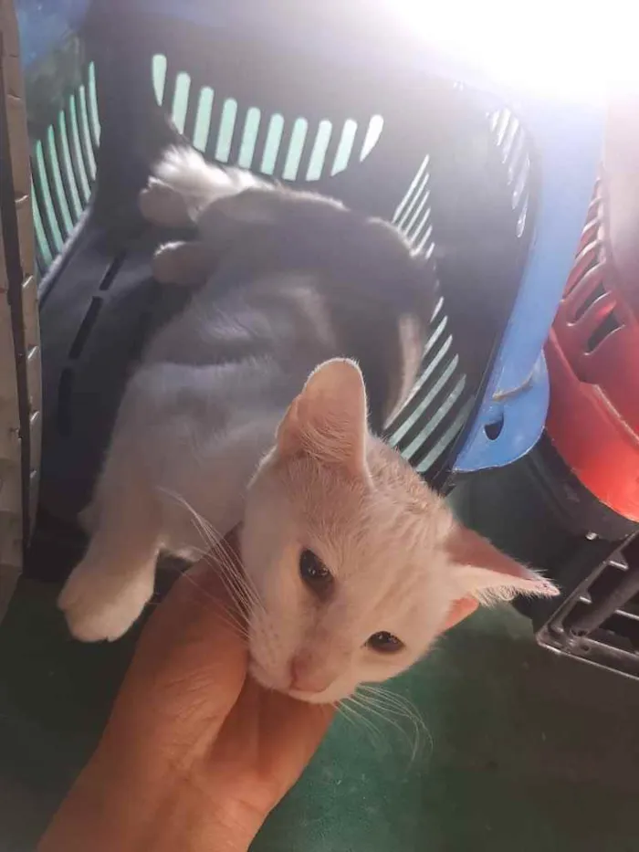 Gato raça Srd idade 2 a 6 meses nome Neve