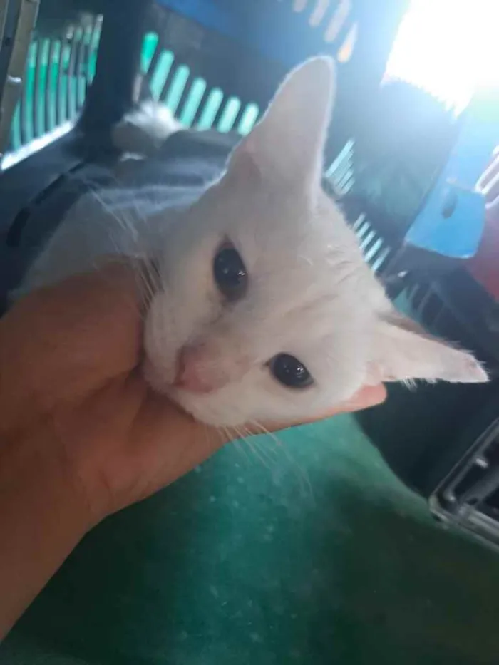 Gato raça Srd idade 2 a 6 meses nome Neve