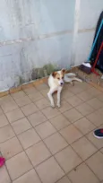 Oliver