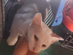 Gato raça Srd idade 2 a 6 meses nome Neve