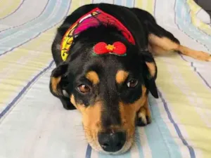 Cachorro raça SRD idade 4 anos nome Dorothy 