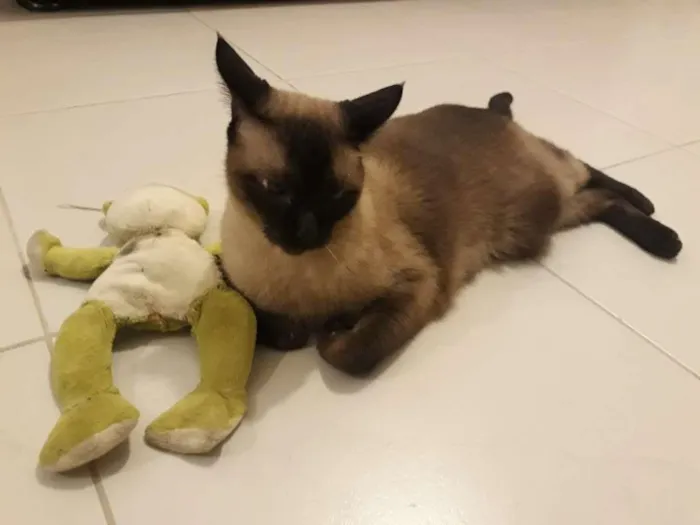 Gato ra a Siames idade 6 ou mais anos nome Alvin