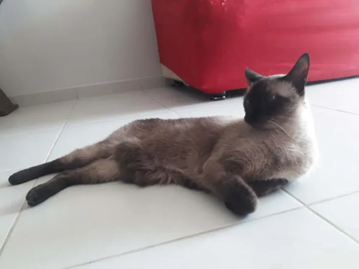Gato ra a Siames idade 6 ou mais anos nome Alvin