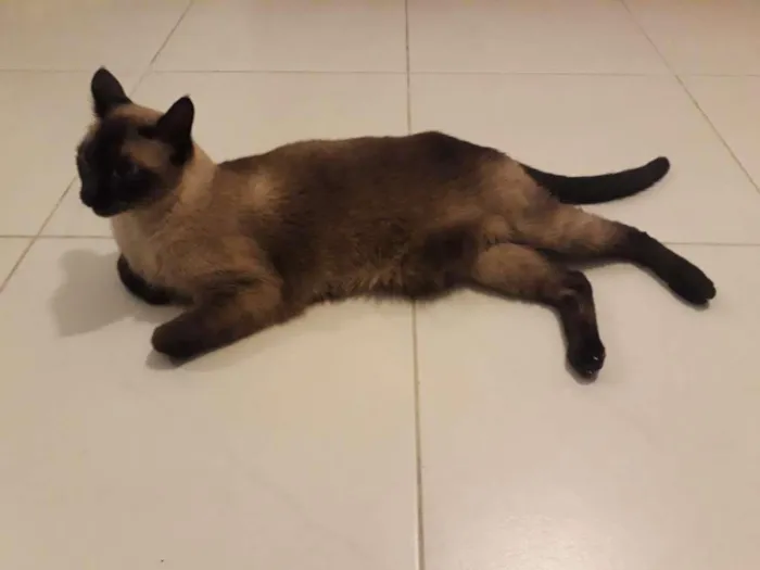 Gato ra a Siames idade 6 ou mais anos nome Alvin