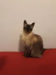 Alvin