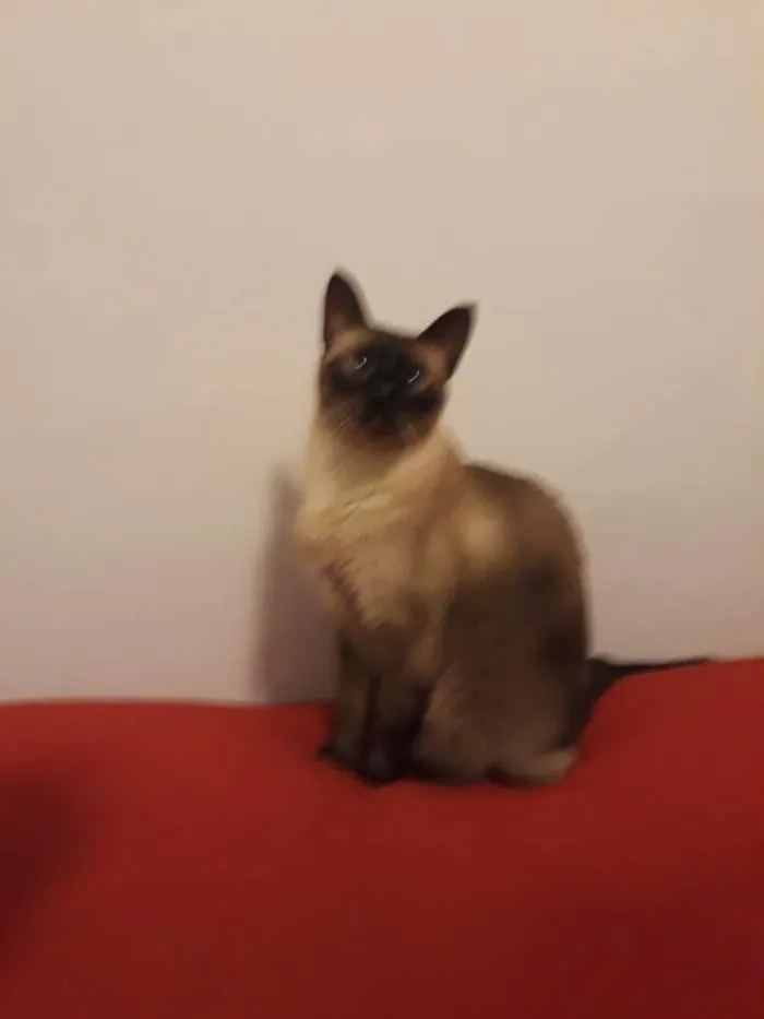 Gato ra a Siames idade 6 ou mais anos nome Alvin