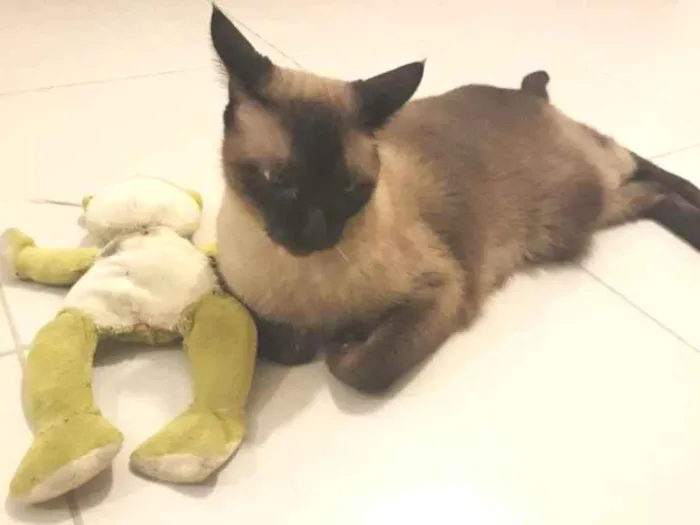 Gato ra a Siames idade 6 ou mais anos nome Alvin