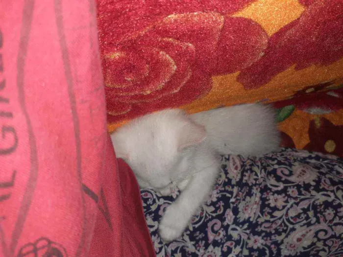 Gato ra a Não sei idade 2 a 6 meses nome Lorenzo e shaiene