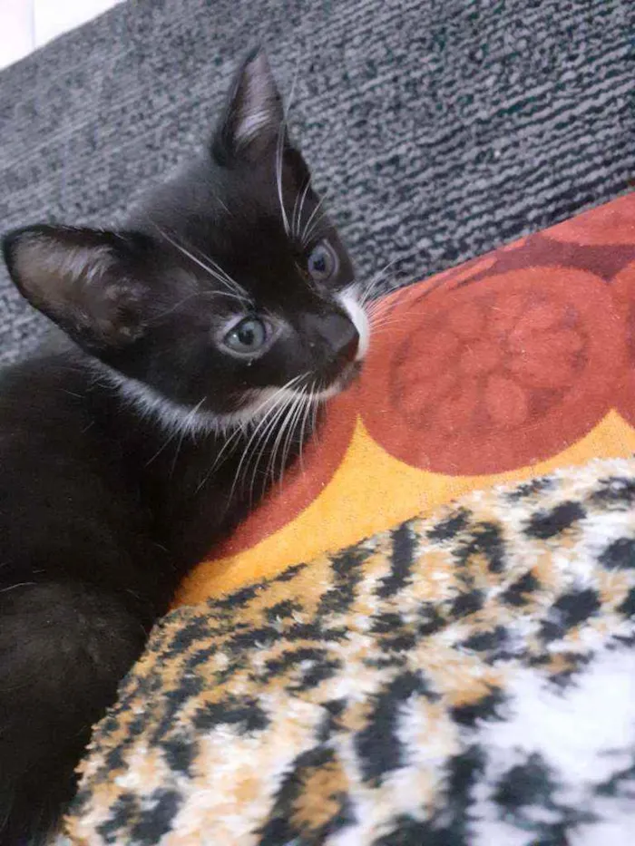 Gato ra a Não sei idade 2 a 6 meses nome Lorenzo e shaiene
