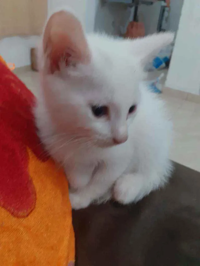 Gato ra a Não sei idade 2 a 6 meses nome Lorenzo e shaiene
