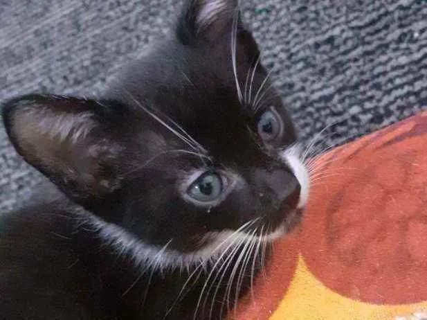 Gato ra a Não sei idade 2 a 6 meses nome Lorenzo e shaiene