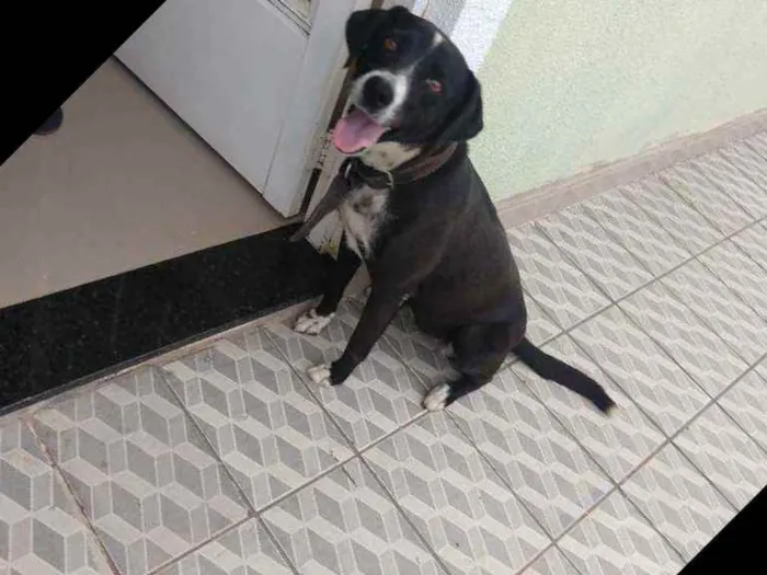 Cachorro ra a Viralata  idade 5 anos nome Rebeca