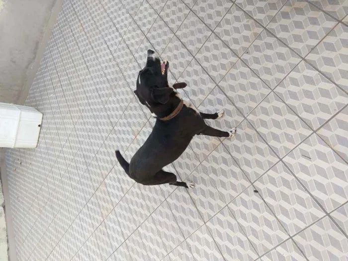 Cachorro ra a Viralata  idade 5 anos nome Rebeca