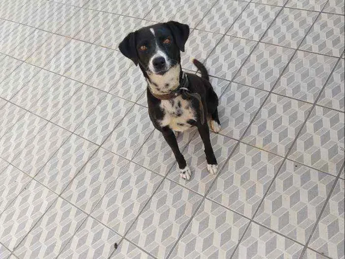 Cachorro ra a Viralata  idade 5 anos nome Rebeca