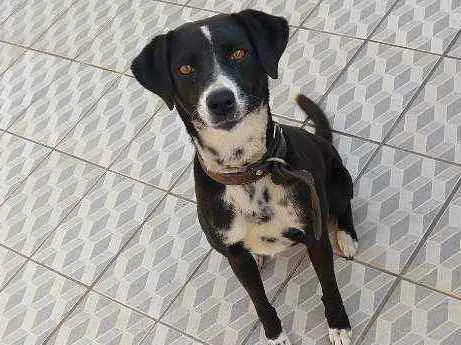 Cachorro ra a Viralata  idade 5 anos nome Rebeca