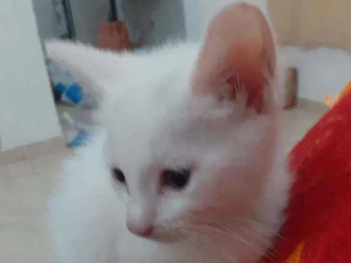 Gato ra a Não sei idade 2 a 6 meses nome Lorenzo e shaiene