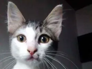 Gato raça Vira-lata idade 2 a 6 meses nome Não tem ainda