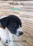 Terê