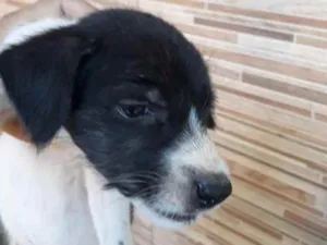 Cachorro raça SRD idade Abaixo de 2 meses nome Terê 
