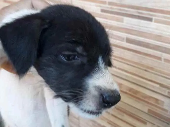 Cachorro ra a SRD idade Abaixo de 2 meses nome Terê 